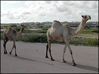 Camels walking down the runway at Mogadishu's airport