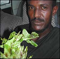 Somali man with stimulant khat leaves
